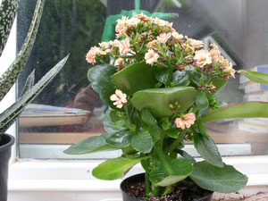 Kalanchoe salmón