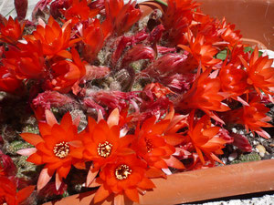 Detalle flores cactus