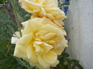 Detalle flor rosas amarillo pálido