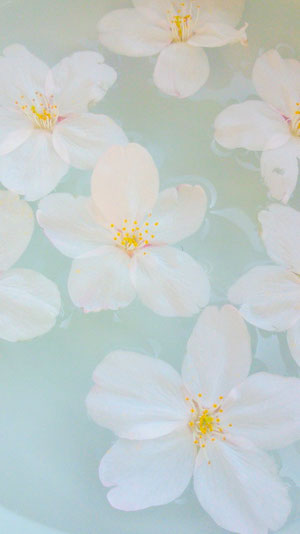 桜の花びらを拾って、青磁の陶器に水を張って浮かべました。