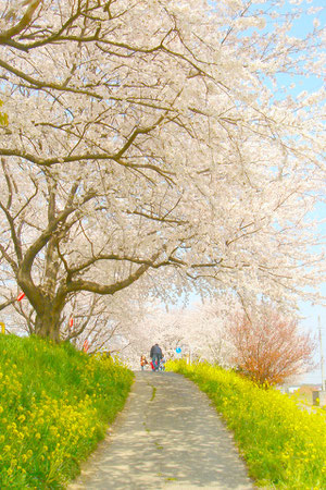 木漏れ日が桜色でさくらの花びらのよう。綺麗な場所なので、シャッターを切るだけで素敵な生け花に。