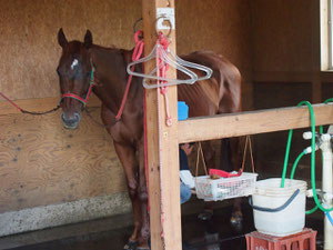 これはガルシアではない^^ 馬小屋にてメスのお馬さん