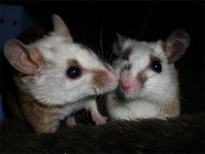 Susi (links) und Poldi
