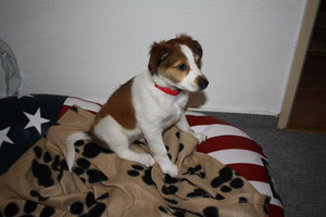 Amie (genannt Coco) im neuen Heim