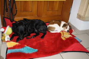 Coco im Rudel