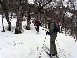 ブナ林の中を登るＫ川きさん