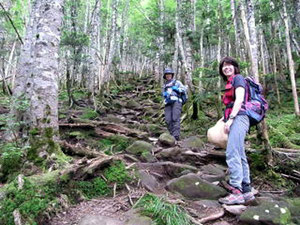 縞枯山の登りです。ほぼ直登です