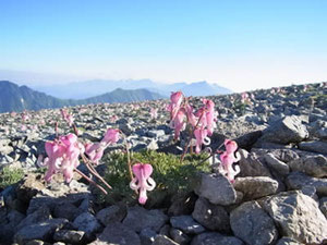 蓮華岳山頂付近のコマクサとアルプスの山々