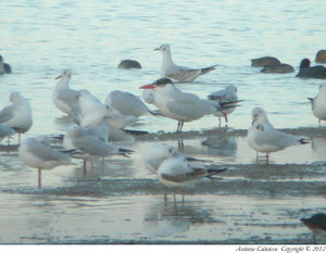 Sterne Caspienne (Hydroprogne caspia) au Lac du Der