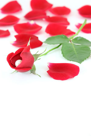 single long stem red rose with pearl inside the flower with lose red rose petals scattered around
