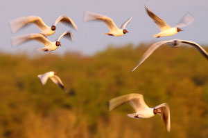 Vol de Mouettes rieuses