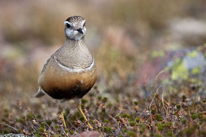 Pluvier guignard, en plumage nuptial, durant la nidification au Varanger (Norvège)