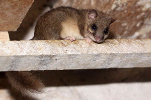 Loir gris (Glis glis)