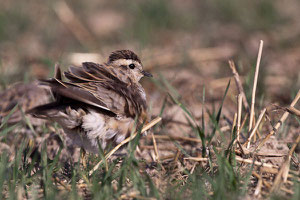 Pluvier guignard (Charadrius morinellus) en escale en Suisse, en août 2009, avant de poursuivre son périple migratoire vers le Sud