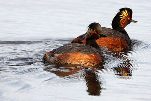 Grèbes à cou noir en plumage nuptial