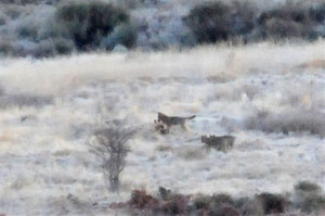 Loups