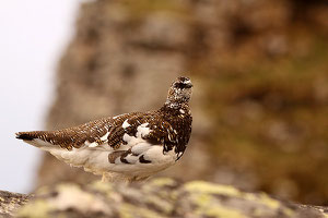 Lagopède alpin