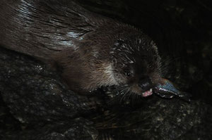 Loutre