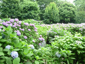 多摩川台公園の 紫陽花