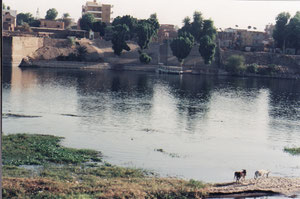 am Nil