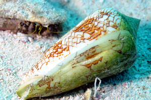 cône (mer Rouge Egypte)