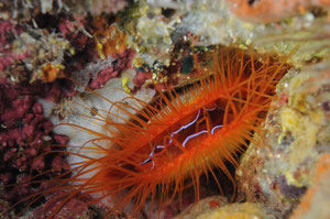 bivalve, (Negros orientales Philippines)