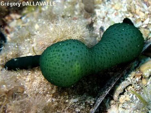 Bonellia viridis, bonellie 