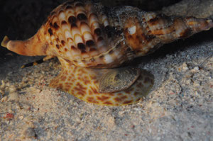 triton "Charonia tritonis" (mer Rouge Egypte)