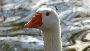 I'm so looking forward to meeting Honk!