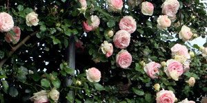 Pierre de ronsard climbing rose