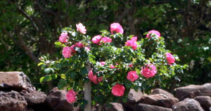 Pink standard rose and dry stone wall