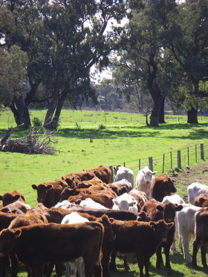 Curious cows.