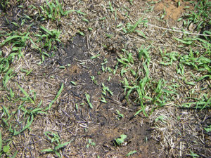 pasture regeneration post-fire