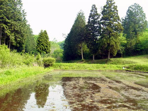 これが谷津田の風景　いい場所なんだなこれが