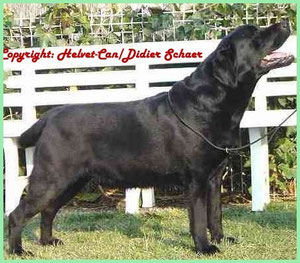 Lenches Angus (C.C.W. Poolstead Plan Of Action x Lenches Miss Milly)