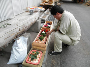 センターでも緑化作業中