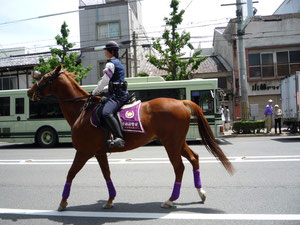 京都の葵祭で見た思い出のお馬さんです。はいているのは、高貴な紫色のレギンスではなくてレッグウォーマー・・・❤