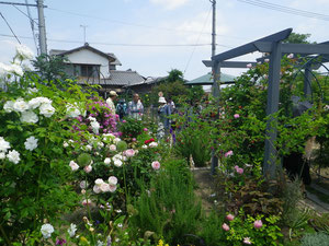 バラ以外の花も多くあります。