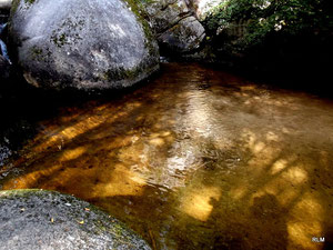 Sources aurifères de la forêt d'Huelgoat (29) RLM 2012