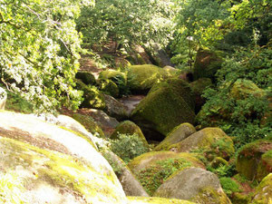 Forêt d'Huelgoat (29) RLM 2011