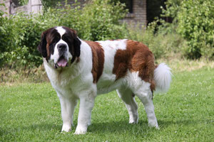 Chiots Saint Bernard