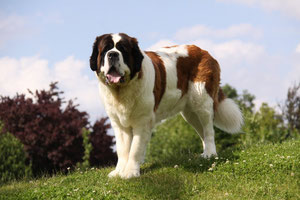 Chiots Saint Bernard