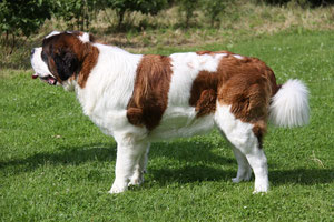 Chiots Saint Bernard
