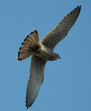 Fliegendes Turmfalken-Weibchen. Foto: B. Winkler