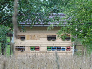 Völker im neuen Bienenhaus