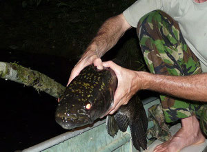 Pêche en Guyane aïmara