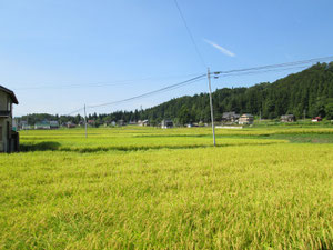 河岸段丘に広がる田んぼ