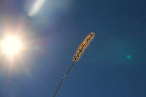 P.Dirscherl/pixelio