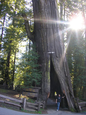 Un homme...et un sequoia de geant!