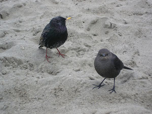 Deux oiseaux pas tres bavards.